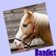 Bandiet fans - Home